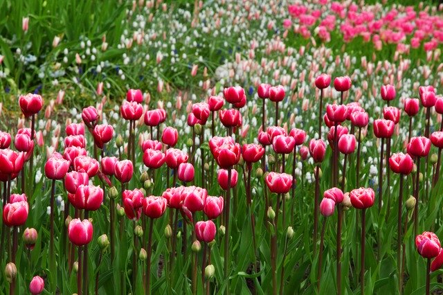 Záhon růžových tulipánů